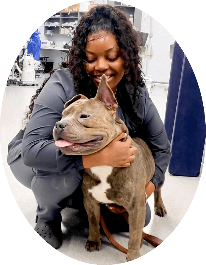 cheerful veterinary team member holding pitbull dog