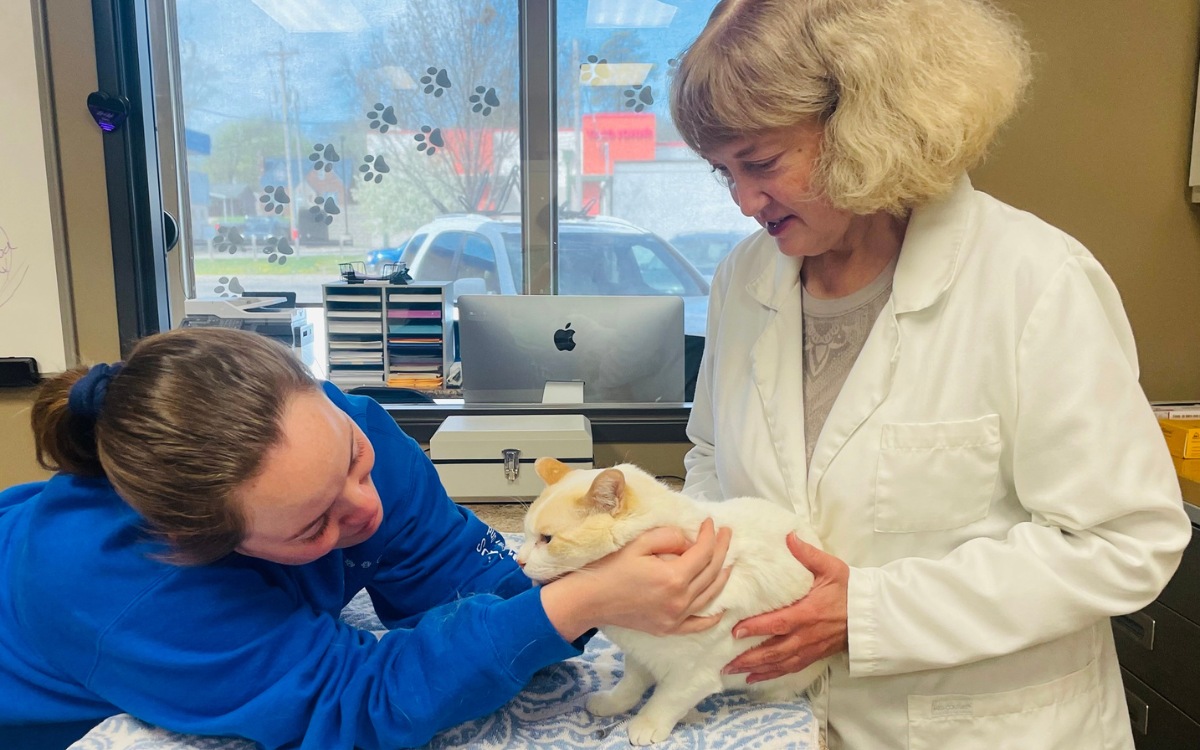 veterinarian examing the cat