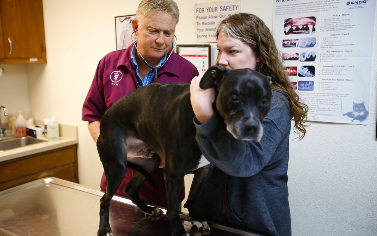 veterinarian examing the dog